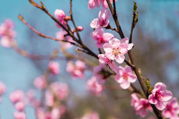 cherry blossom in the garden. beautiful flower.