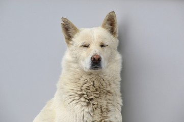 Dirty white stray dog with torn ear having nap and enjoying warm spring weather on gray background
