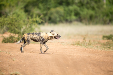 A pack of wild dogs on the move. These animals cover a lot of ground really quickly when hunting like this.