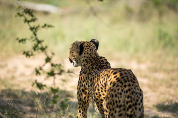 A mother cheetah and her little cubs moving around hunting on an early morning safari. 