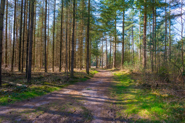 Trees in a forest below a blue sky in sunlight in spring