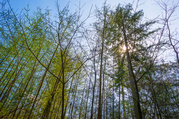 Trees in a forest below a blue sky in sunlight in spring