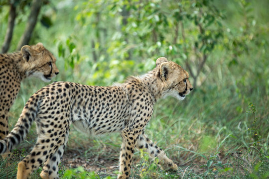A mother cheetah and her little cubs moving around hunting on an early morning safari. 