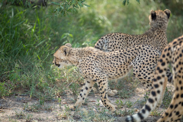 A mother cheetah and her little cubs moving around hunting on an early morning safari. 