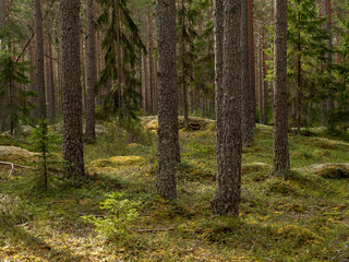 Fototapeta na wymiar Pine tree forest. Calmness.relaxation.Forest therapy and stress relief.