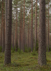 Fototapeta premium Pine tree forest. Calmness.relaxation.Forest therapy and stress relief.