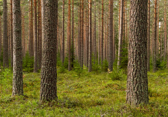 Pine tree forest. Calmness.relaxation.Forest therapy and stress relief. © Conny Sjostrom