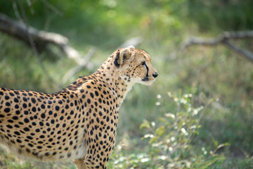 A mother cheetah and her little cubs moving around hunting on an early morning safari. 