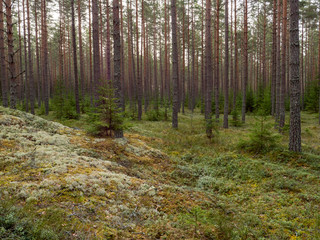 Pine tree forest. Calmness.relaxation.Forest therapy and stress relief.