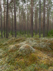 Pine tree forest. Calmness.relaxation.Forest therapy and stress relief.