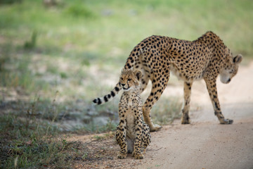 A mother cheetah and her little cubs moving around hunting on an early morning safari. 