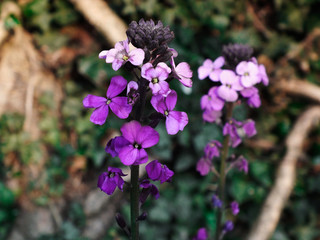 Obraz premium lilac flowers in the garden