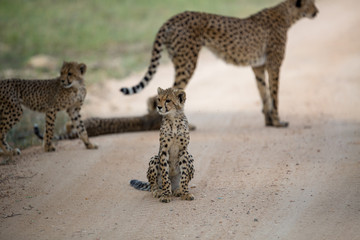 A mother cheetah and her little cubs moving around hunting on an early morning safari. 