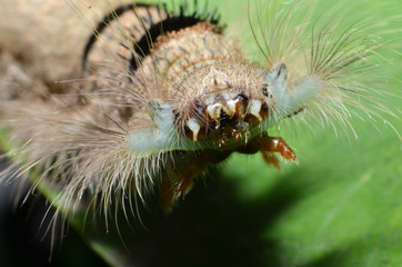 the grey-colored caterpillar has a full length of fine hair all over its body with a round head with white pink spots