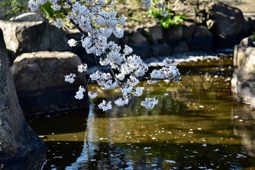 春のの本の桜の花