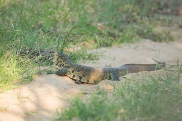 A large rock monitor lizard taking a break from the scorching summer heat in the shade of a dried up river bed. 