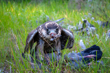 Lanner falcon on a kill