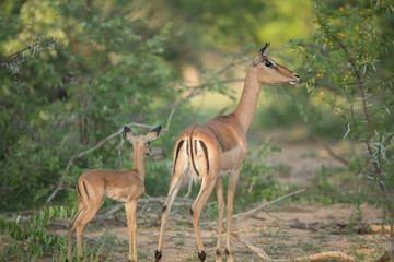 A young impala with its very nervous looking mother. As one of the more common prey species these animals have to constantly be aware of what's going on around them. 