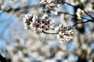 春の日本の桜の花