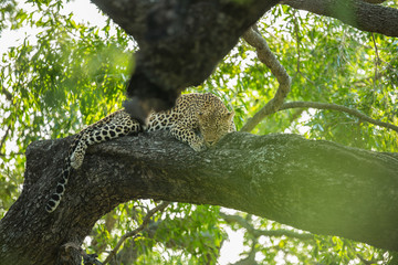 A territorial male leopard taking some refuge from the sun in a large weeping boerbean tree. 