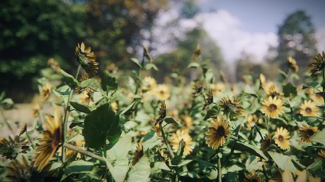3d animation render of Summer forest, flowers, sunflowers - 2