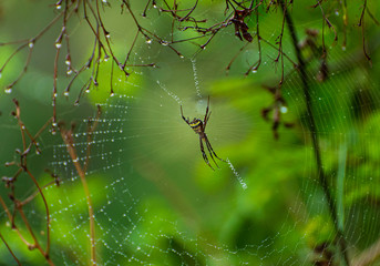 Spider man in Web