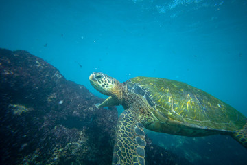 Obraz premium green sea turtle underwater