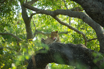 A territorial male leopard taking some refuge from the sun in a large weeping boerbean tree. 