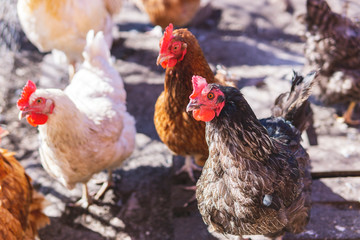 Chicken or hens walking in a farm, brown and white color. Closeup taken at the bio farm.