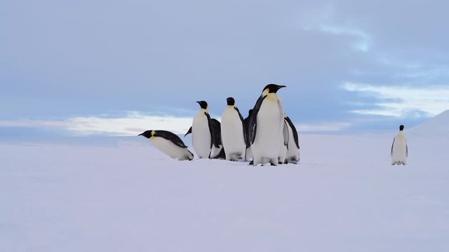 Emperor Penguins on the snow n Antarctica
