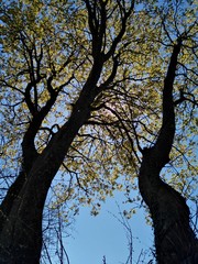 Fototapeta na wymiar tree in the shadow, arbre en contre-jour printemps 