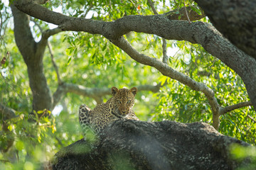 A territorial male leopard taking some refuge from the sun in a large weeping boerbean tree. 