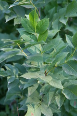 Large green leaves on a branch with water drops after rain