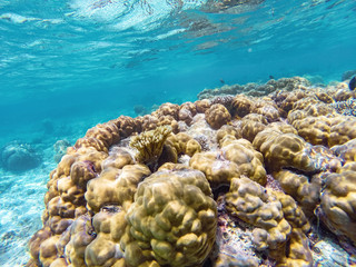 coral reef in the blue sea