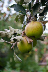apple on tree