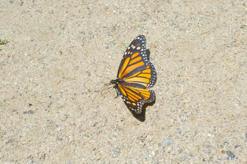 butterfly resting