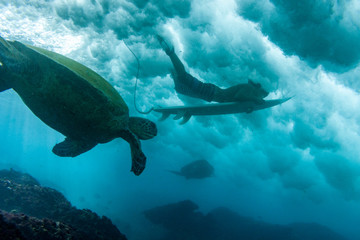 surfer and turtles