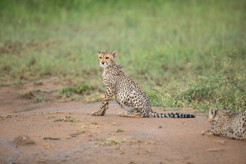 A young cheetah cub soaked in a later afternoon thundershower. 