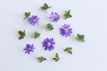 Flowers composition. Blue flowers Anemone Blanda and leaves on white background. Flat lay, top view, copy space. Lovely blue flower blooming early spring.