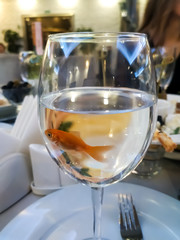 A small orange-colored goldfish swims in a wine glass in clear water in a cafe against the background of a table, plates and napkins.