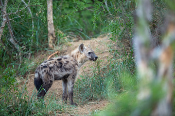 Young spotted hyaena around a den. Incredibly curious as to what we were doing there. 