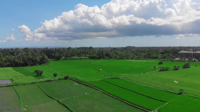Rice Fileds aerial view to Ubud, Bali Indonesia