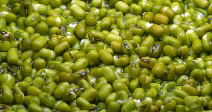 Mung beans germination. Sprouting mung bean. Time lapse.
