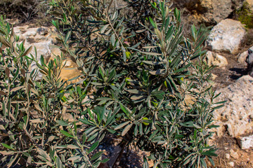 Green olives grow on a small tree surrounded by rocks, earth, branches, grass and a desolate dry area