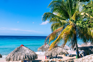 Trinidad, Cuba. Coconut on an exotic beach with palm tree entering the sea on the background of a sandy beach, azure water, and blue sky. - obrazy, fototapety, plakaty