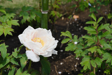 真っ白の藤染衣の美しい花