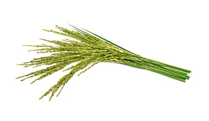 green paddy rice isolated on white background