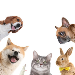 Fototapeta na wymiar Set with different cute pets on white background
