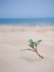 plant on the beach
