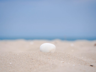 shell on the sand